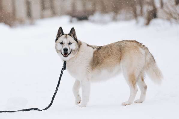 Суперактивная Халва в Москве фото 13