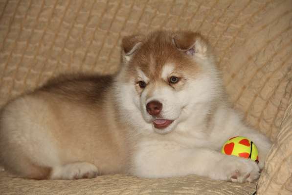 Супер щенок Сибирский хаски в фото 8