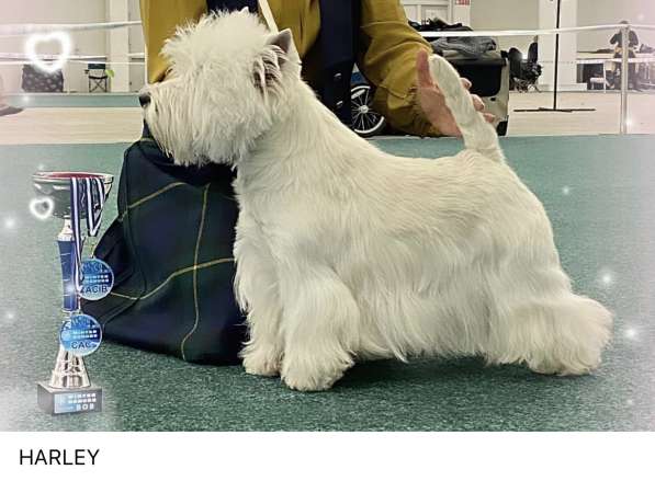 West Highland White Terrier в фото 5