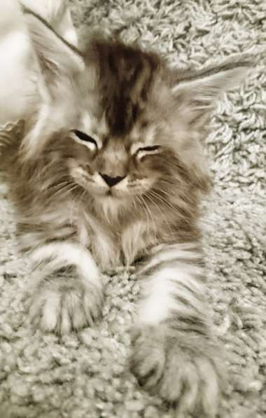 У вас ещё нет Мейн-куна? в Санкт-Петербурге фото 20