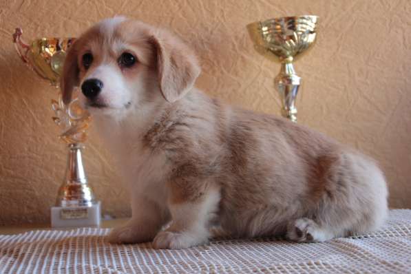 Puppies Welsh Corgi Pembrok в Ростове-на-Дону фото 7