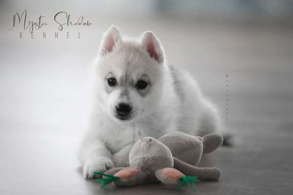 Verkauf von homogenen Welpen Rasse sibirischen Husky в фото 7