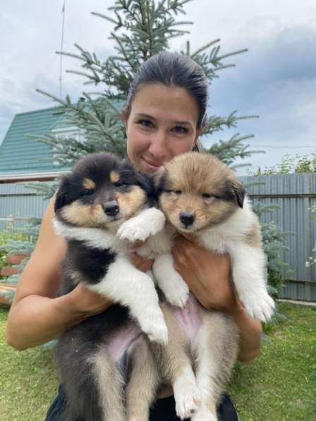 Щенок колли длинношёрстный в Екатеринбурге фото 26