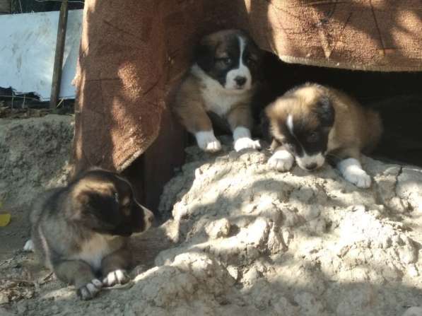 Щенки алабая(среднеазиатская овчарка) продажа в Судаке фото 15