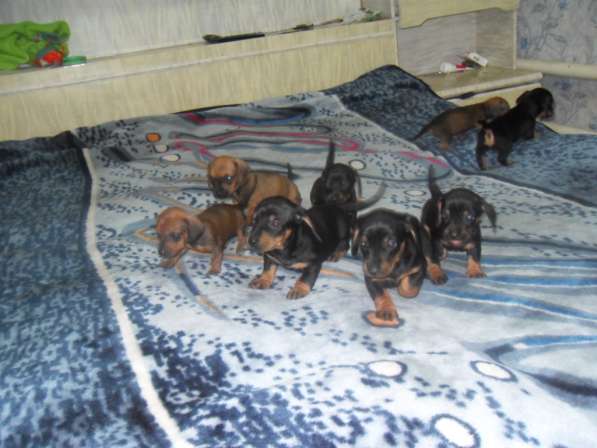 Породистые щенки карликовой таксы в Саратове фото 16