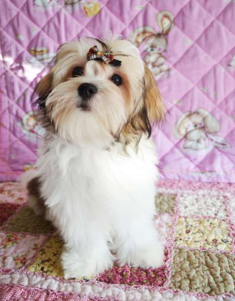 Щенок болонки девочка в Москве фото 4