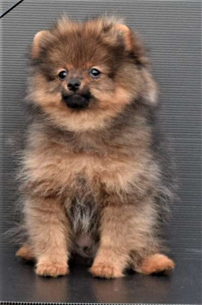 Очаровашка