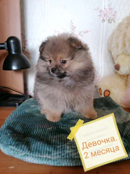 Шпиц щенки в Таганроге фото 3
