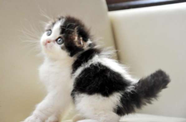 Шикарные котята скоттиш-фолд в Екатеринбурге фото 7