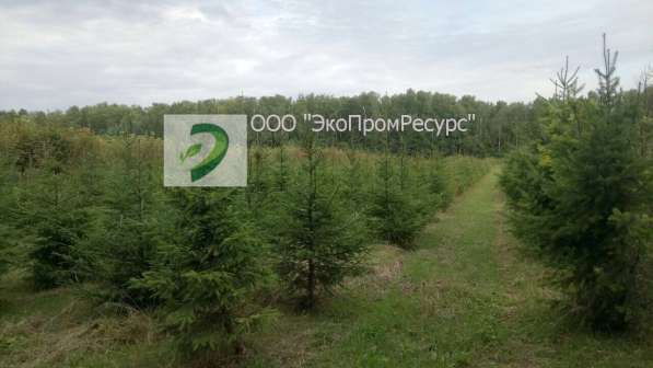 Срезанные новогодние живые сосны, ели в Очере фото 14