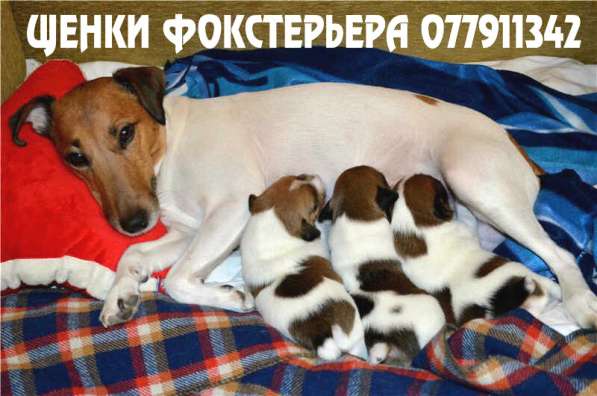 Я - ФОКСТЕРЬЕР маленький шикарный щенок от клубной вязки в фото 9