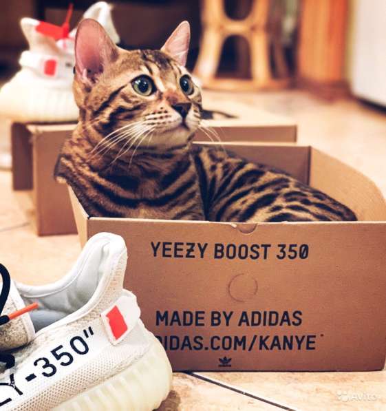 Бенгальская