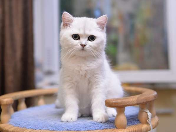 Британский мальчик роскошного окраса в Москве фото 5