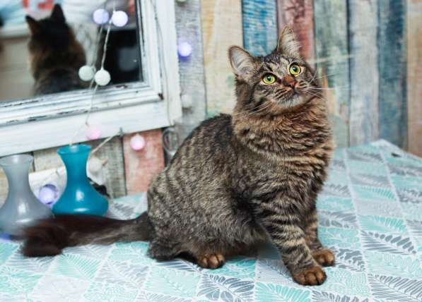 Кот сибирский даром