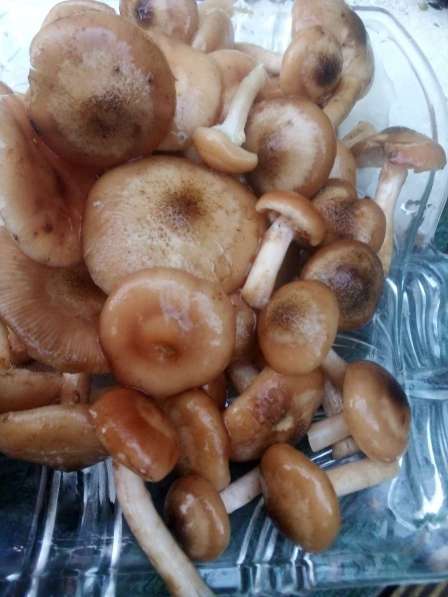 Свежие грибы. Опята