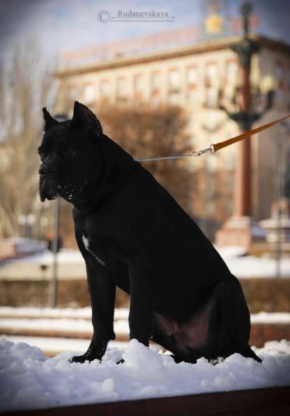 Cane-corso puppy в Москве фото 5