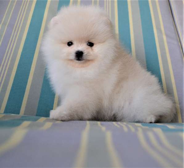 Щенки померанского шпица (Pomeranian) в Воронеже фото 7