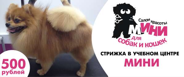 Стрижкак собак за 500 рублей