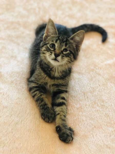 Мурлыка-котенок с дефектом глазика очень ищет дом в Санкт-Петербурге фото 49