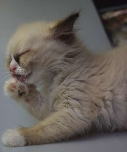 Котята Регдолл в Москве фото 12