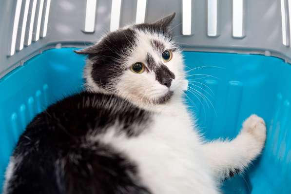 Разыскивается хозяин для Медеи в Москве фото 3