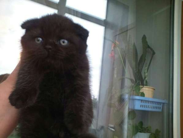 Кот на вязку 1500 -можно котёнком котята от 2000 в Костроме фото 11