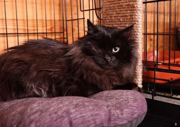 Котик Джек ищет дом! в Москве фото 6