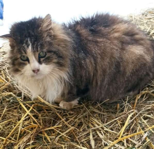 Один очень одинокий кот ищет хозяина в Санкт-Петербурге фото 18