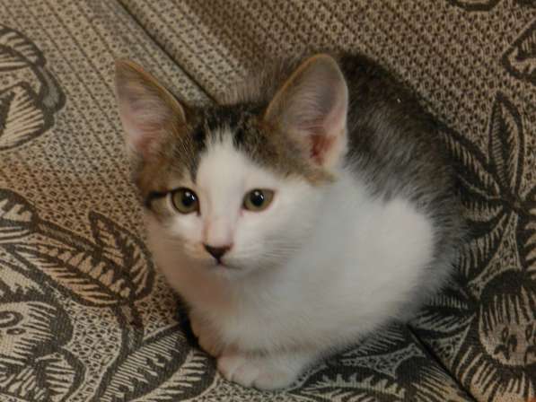 Кот-котёнок шотландская вислоухая в Ульяновске фото 3