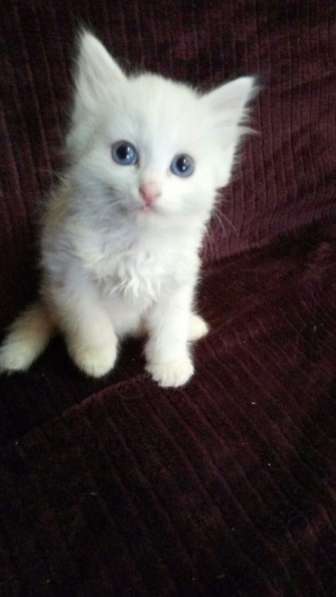 Чудесная киса ищет дом! в Москве фото 4