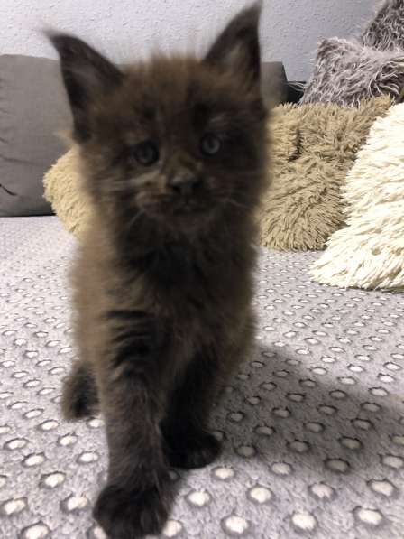 Maine Coon в фото 6