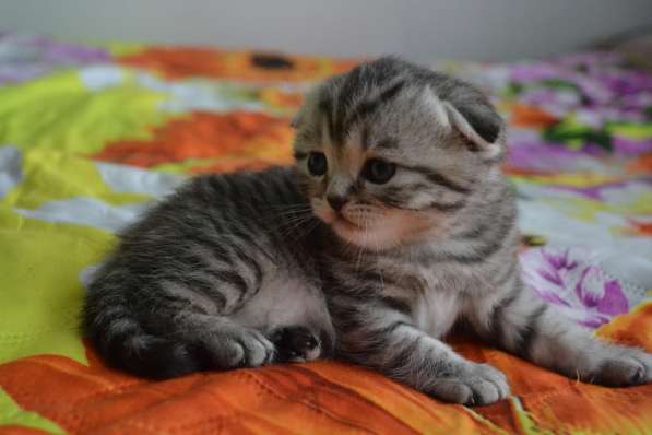 Шотландская вислоухая кошечка в фото 8