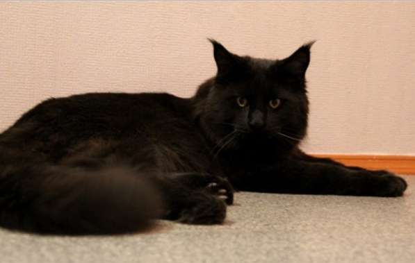 Жгуче чёрный красавец котёнок мейн-кун в Москве