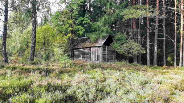 Дом на эстонском хуторе в хвойном лесу под Старым Изборском в Пскове фото 8