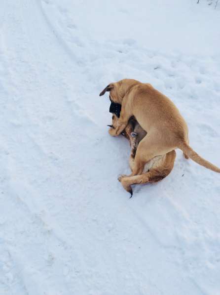Чудо-собакен, дурашка немножко в Екатеринбурге фото 3