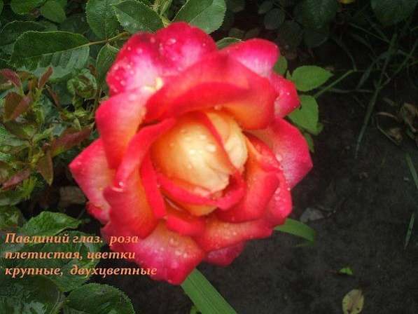 Продажа кустов роз и садовых деревьев в фото 4