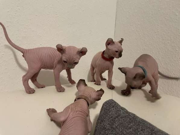 Продаются Котята Сфинкс Эльф в фото 5