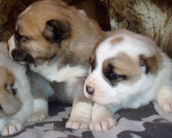 Щенки АЛАБАЯ в Барнауле фото 13