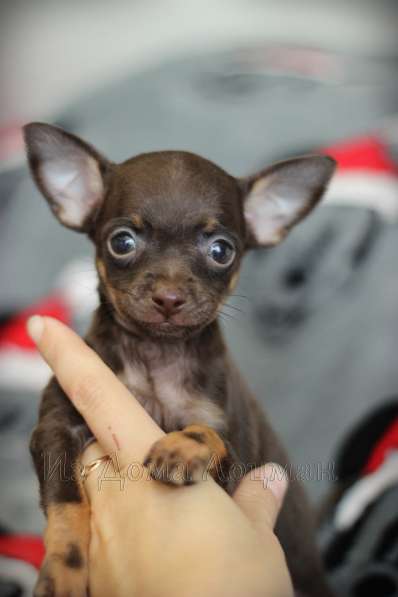 Щенки Русского той -терьера в Новосибирске фото 23