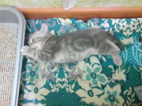 Котята в Челябинске фото 10