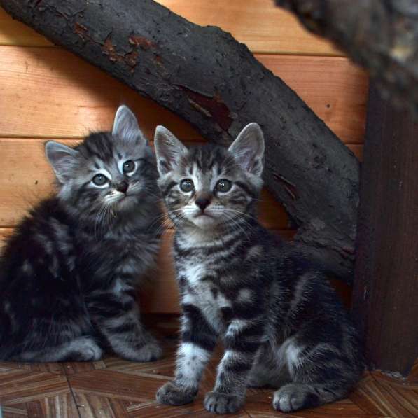 Котята с отличной родословной в Омске фото 15