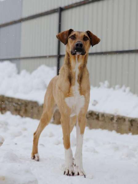Ищу Дом для Скуби Ду