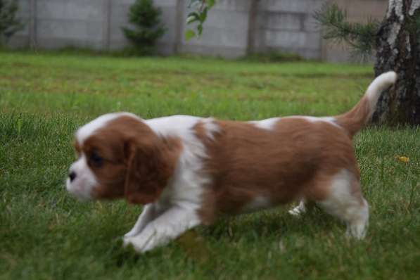 Щенок породы Кавалер кинг Чарльз спаниель в фото 3