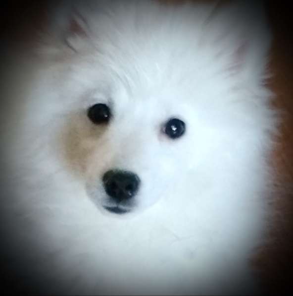 Шелти. Щенки. Питомник в Екатеринбурге фото 16