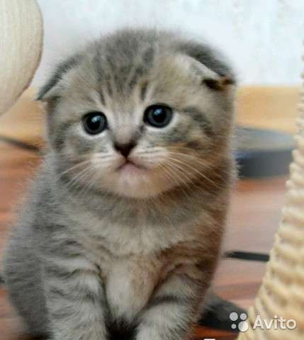 Котята вислоухие и прямоухие в Костроме фото 8