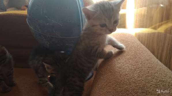 Раздаю счастье в Пензе фото 4