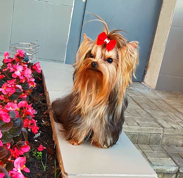 МИНИ МАЛЬЧИК РКФ в Москве фото 5