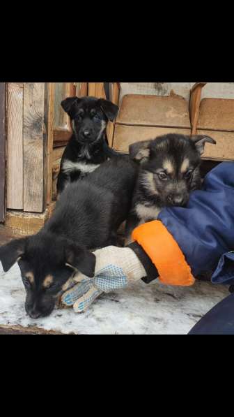 Щенки метисы в Казани фото 13