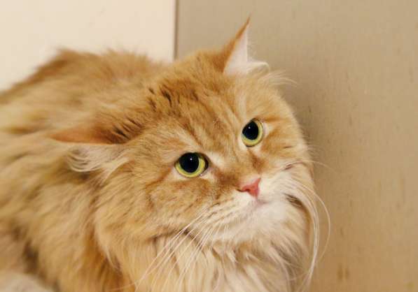 Подойдет ли вам кошечка Кася в Москве фото 3