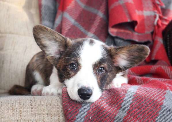 Продается щенок вельш корги кардиган в Тольятти фото 11